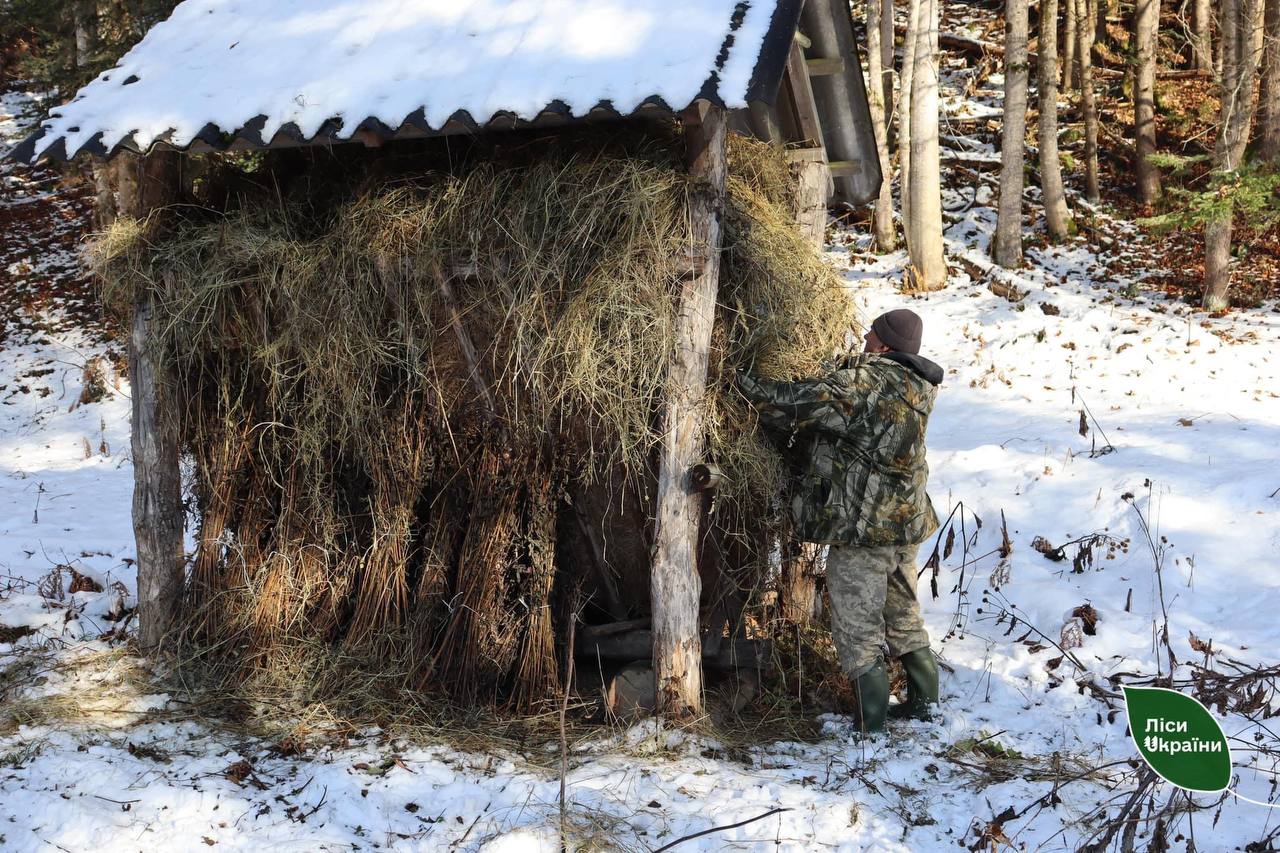 Із настанням перших морозів у лісівників з’являється важлива місія – турбота про тварин