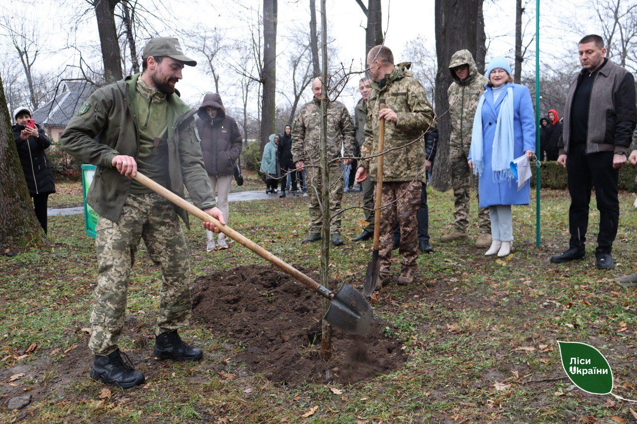 Більш як 14 мільйонів дерев висадили у Чернівецькій області у рамках програми Президента «Зелена країна»