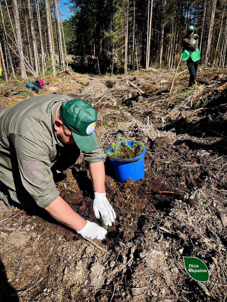 Лісокультурну кампанію на Буковині завершено
